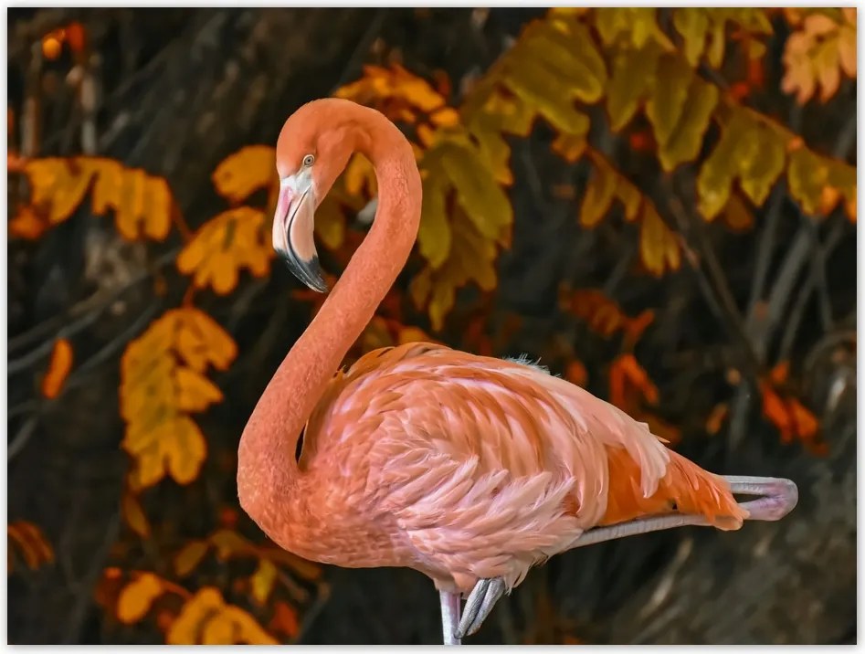 Poszterek 40x30 Gyönyörű flamingó