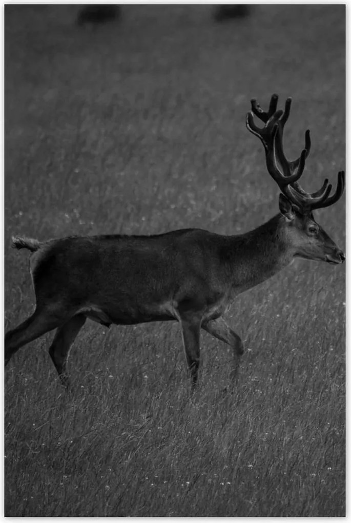 Poszterek 80x120 Szarvas a tisztáson