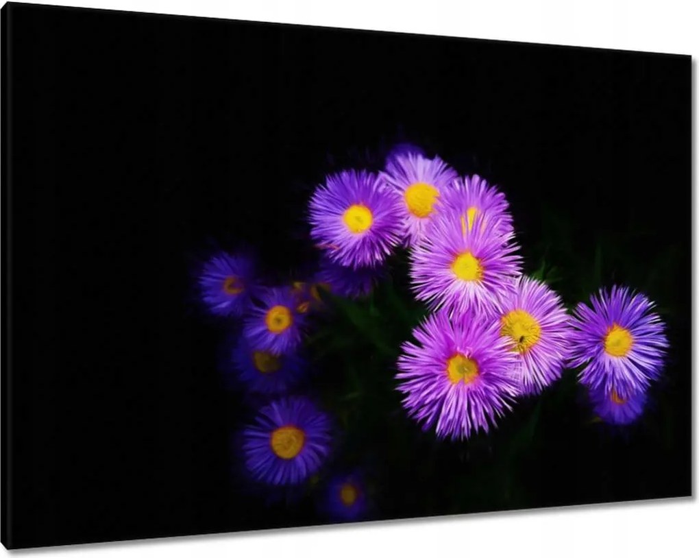 Vászonkép 100x70 Lila őszirózsa virágok