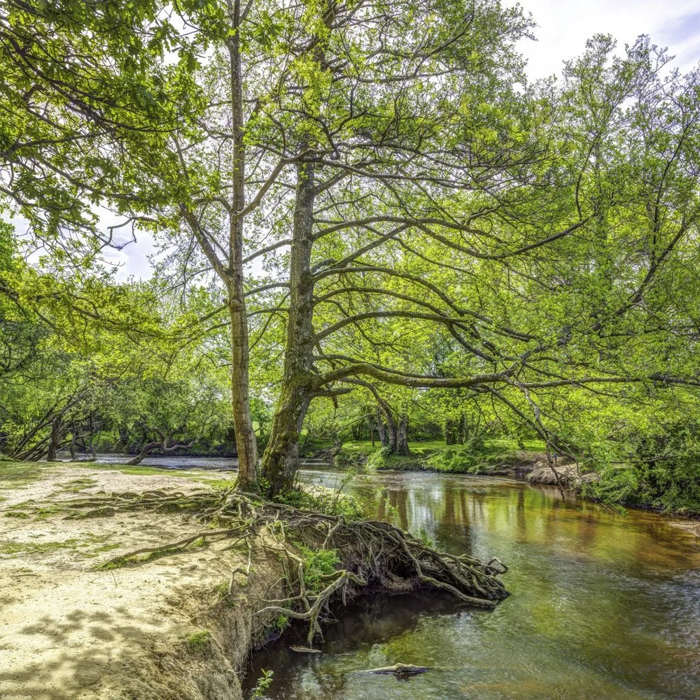 Poszter 40x40cm Tó az erdőben 2, Assaf Frank