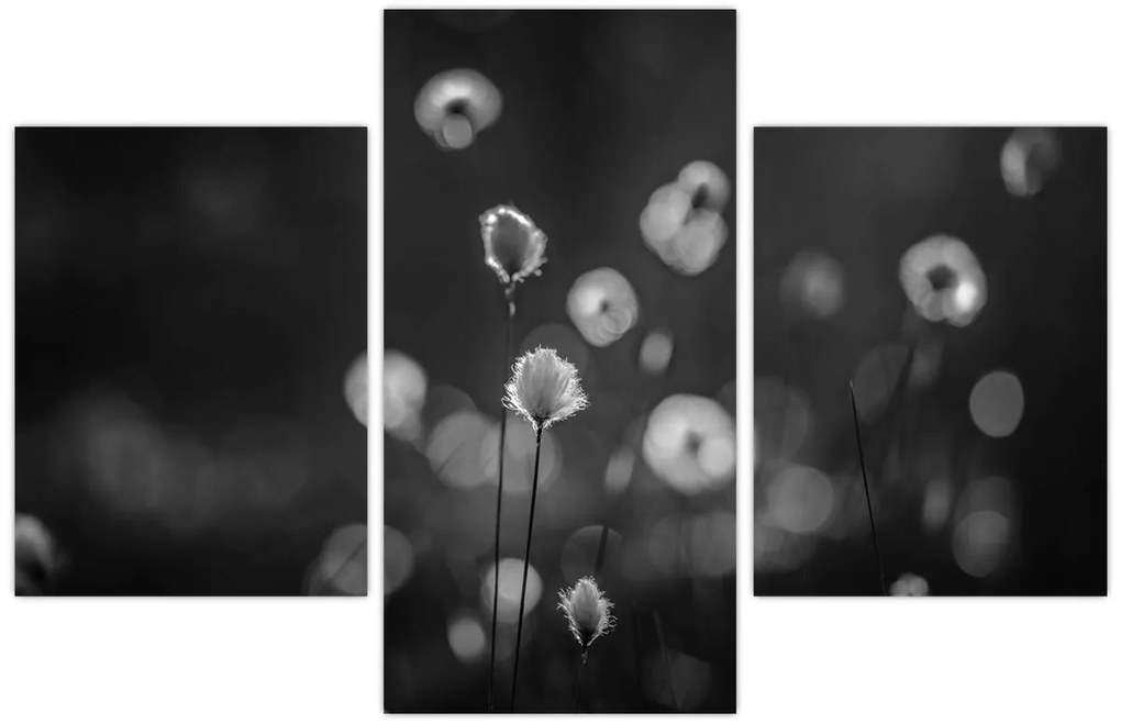 Kép - Pamutfű a réten (90x60 cm)