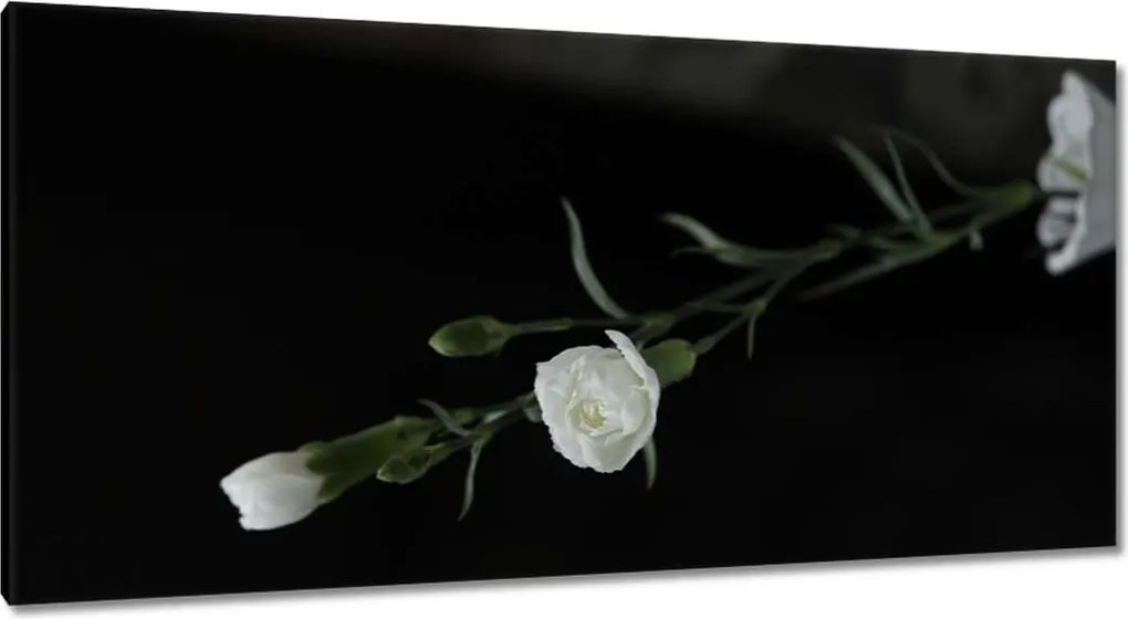 Vászonkép 115x55 Fehér szegfű virágok