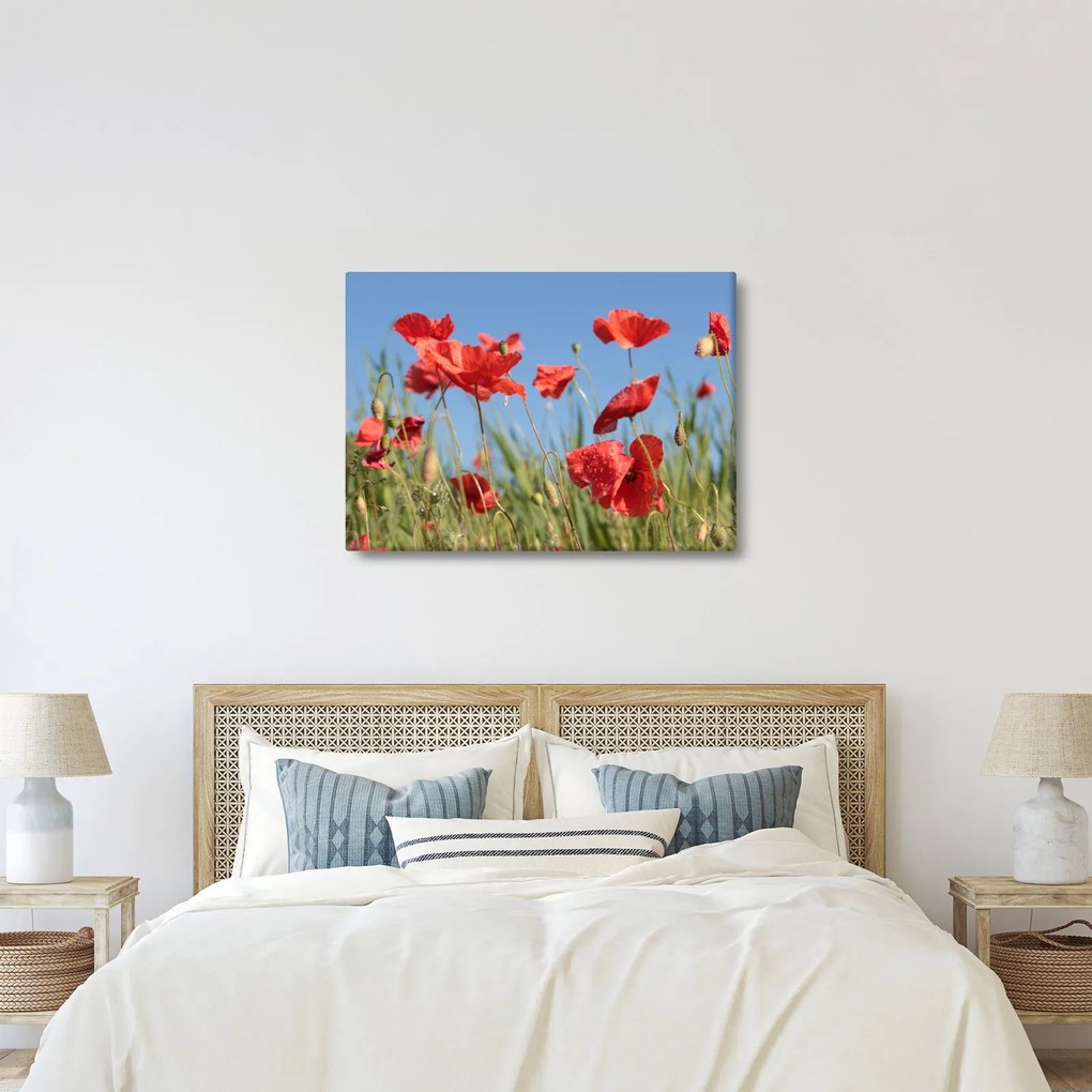 Kép - Pipacsok (70x50 cm)