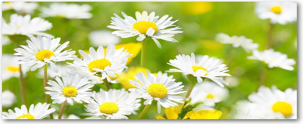 Foto Lacobel Üvegpanel Konyha Margaréták XXL