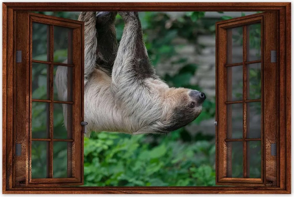 Poszterek 60x40 Lajhár lustaság közben