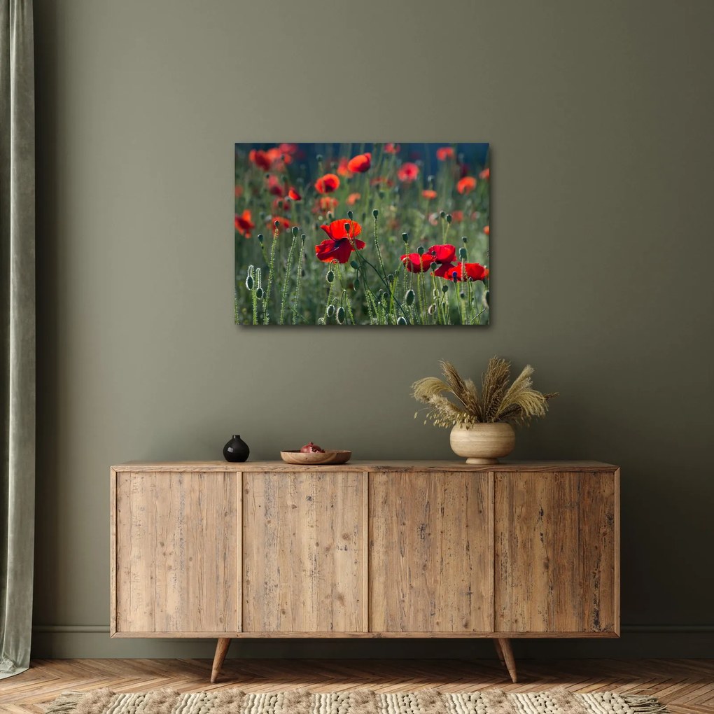 Kép - Rét mák virággal (70x50 cm)