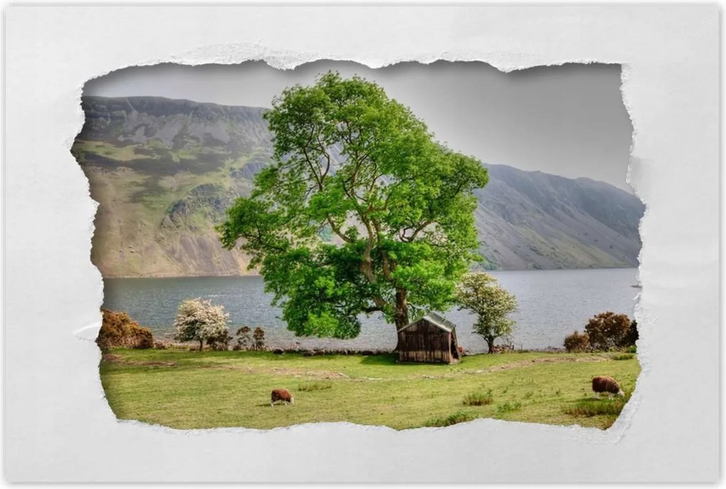 Poszterek 60x40 Erős fa