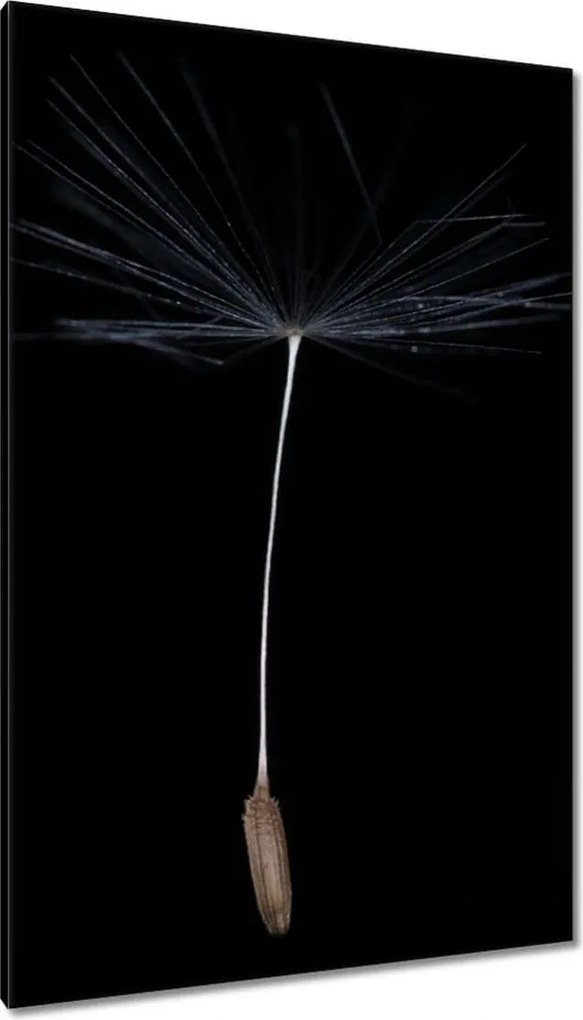 Vászonkép 80x120 Pitypang Virág Virágok