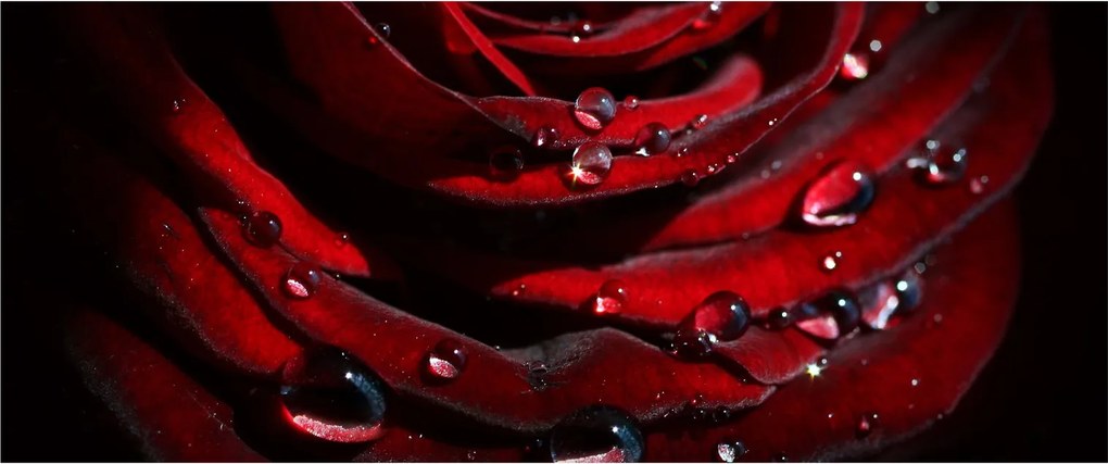 Kép - Rózsa részlete (120x50 cm)