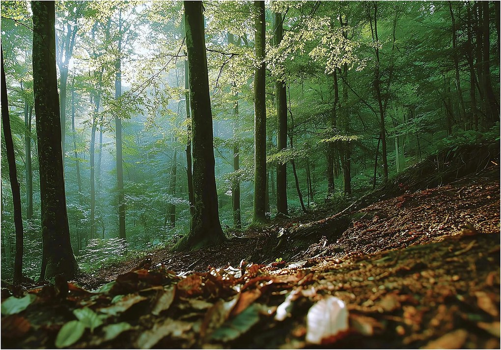 Fotótapéta fák zöld barna természetes erdő táj 368 x 254