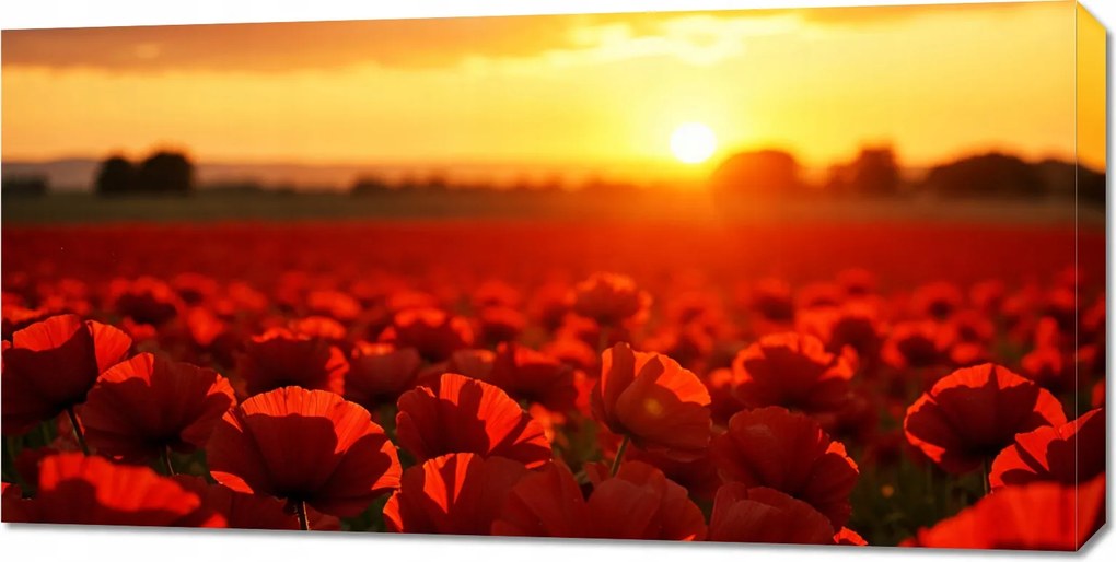 Vászonkép 100x50cm Hálószoba Nappali Panoráma Esti Pipacsok