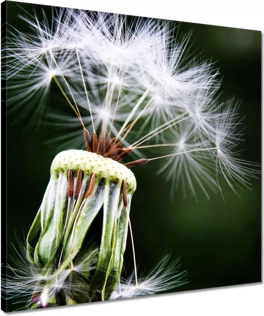 Vászonkép 50x50 Pitypang Virág Virágok