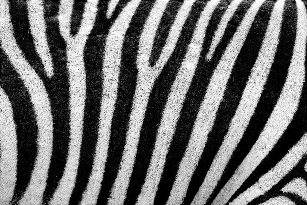 Kép egy zebra bőrről (90x60 cm)