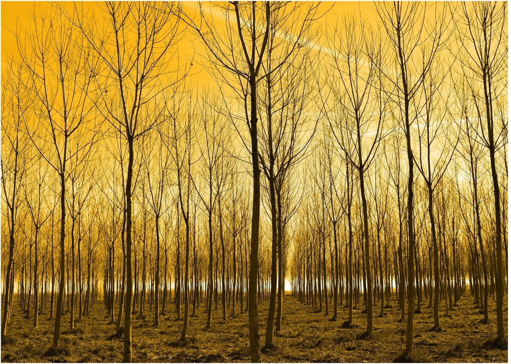 Kép - Faültetvény (70x50 cm)