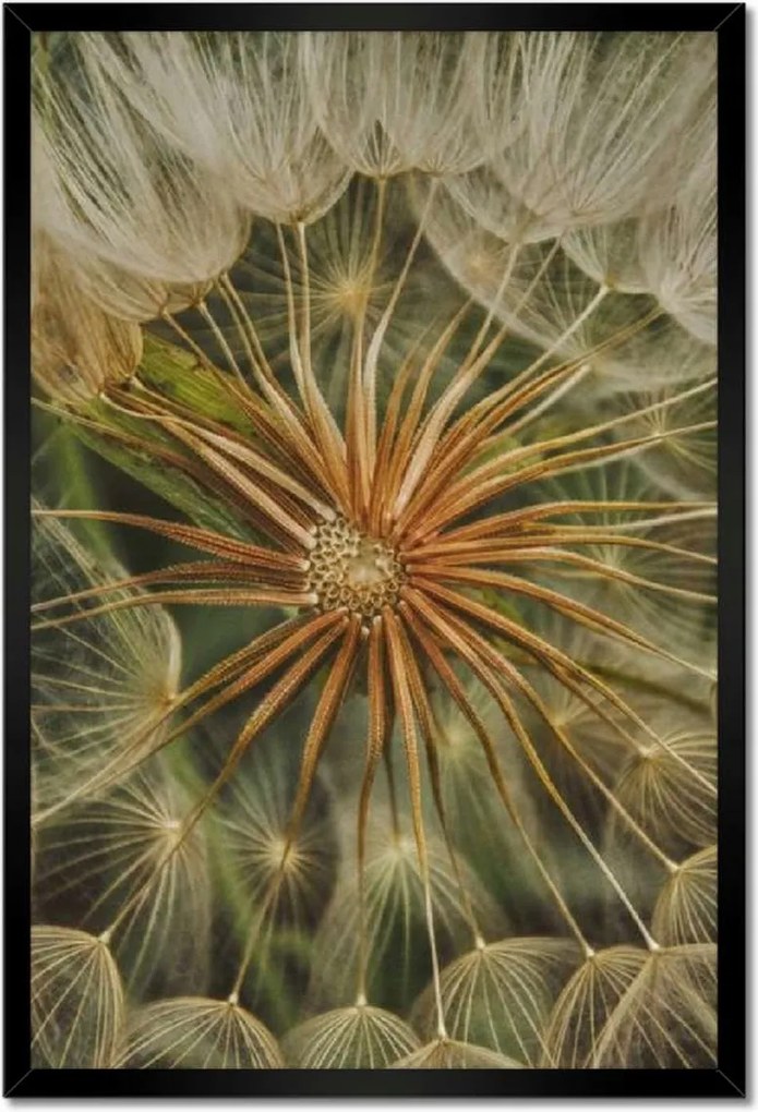 Poszterek keretben 40x60 Pitypang Virág Virágok