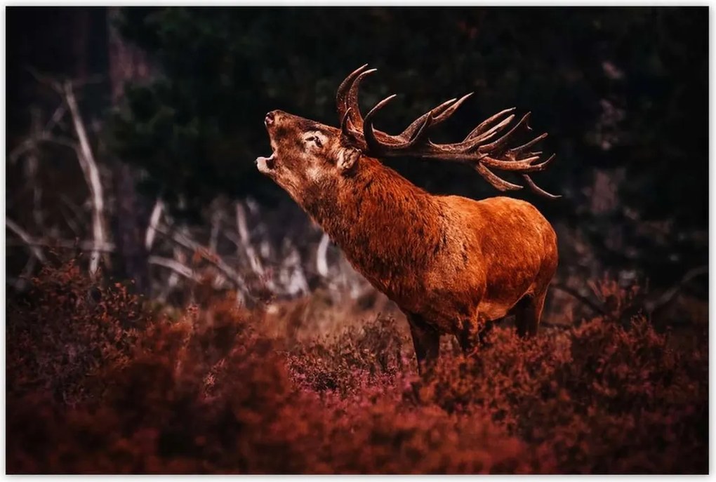 Poszterek 120x80 Szarvas az erdőben