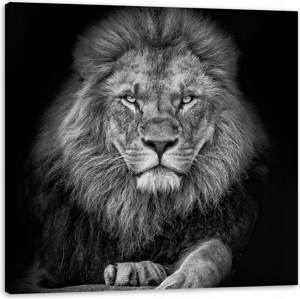 Vászonkép Szürke Oroszlán Arc Túl a Királyon 60X60 cm Ideális ajándék