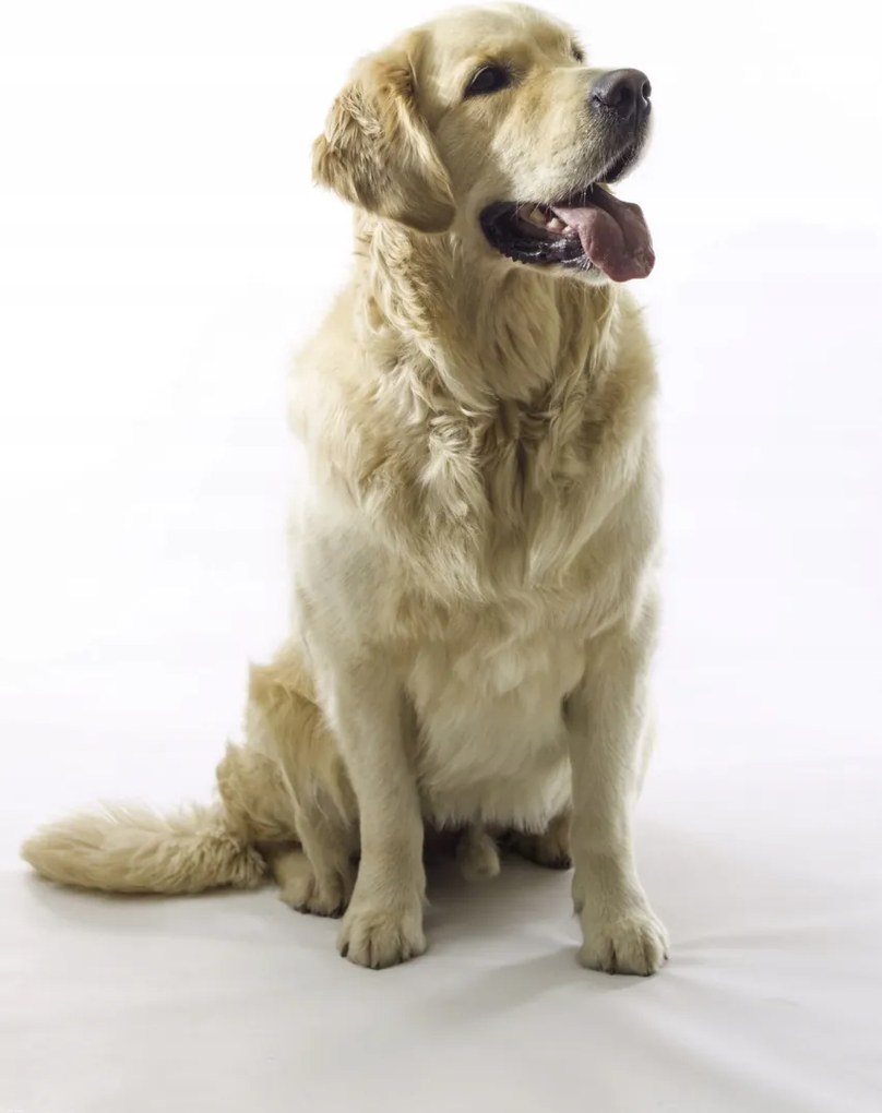 Poszter 67,5x95cm Golden Retriever, fehér alapon, Assaf Frank