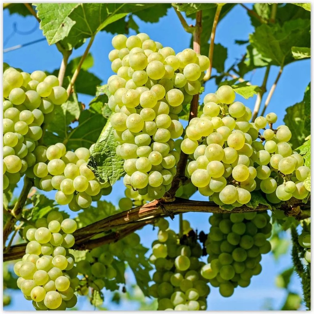 Poszterek 100x100 Zöld szőlő