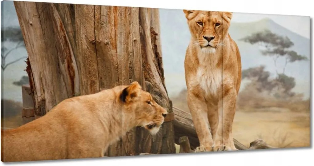 Vászonkép 60x30 Oroszlánok Afrikában