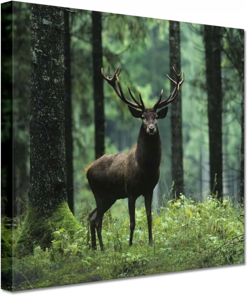 Vászonkép 20x20 Szarvas Erdő Tájkép