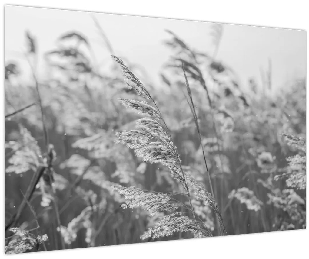 Kép - Fű a szélben (90x60 cm)
