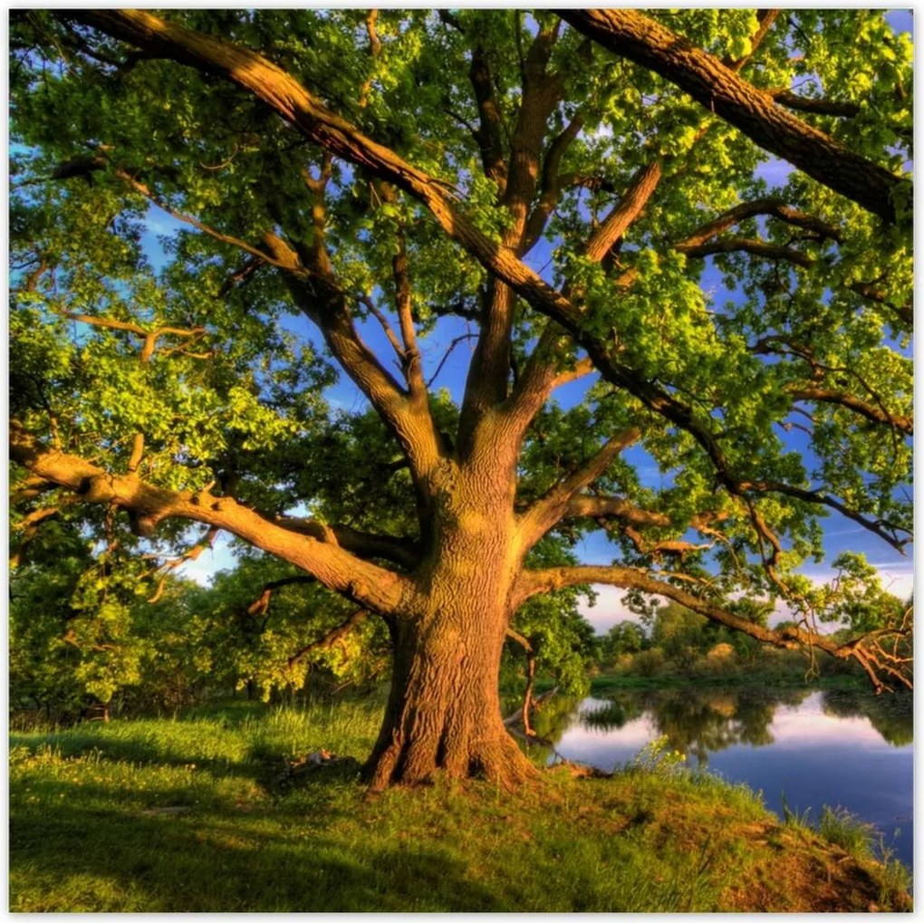 Poszterek 70x70 Tölgy a croissant-ban Nyugat