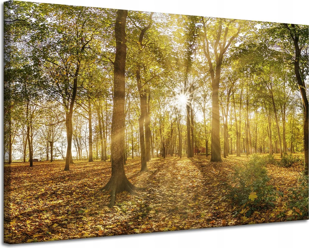 Vászonkép Nap a fák között az erdőben 120x80 cm