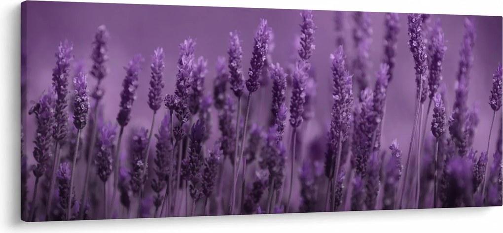 Kép - Levendula (120x50 cm)