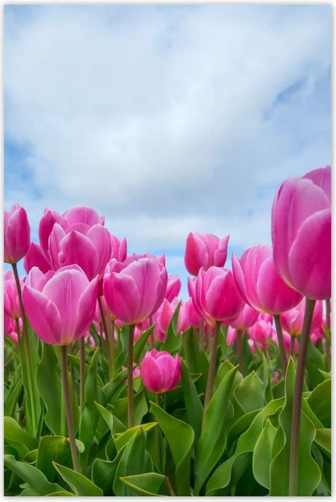 Poszterek 80x120 Tulipánok Virágok