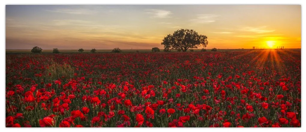 Pipacsos rét képe (120x50 cm)