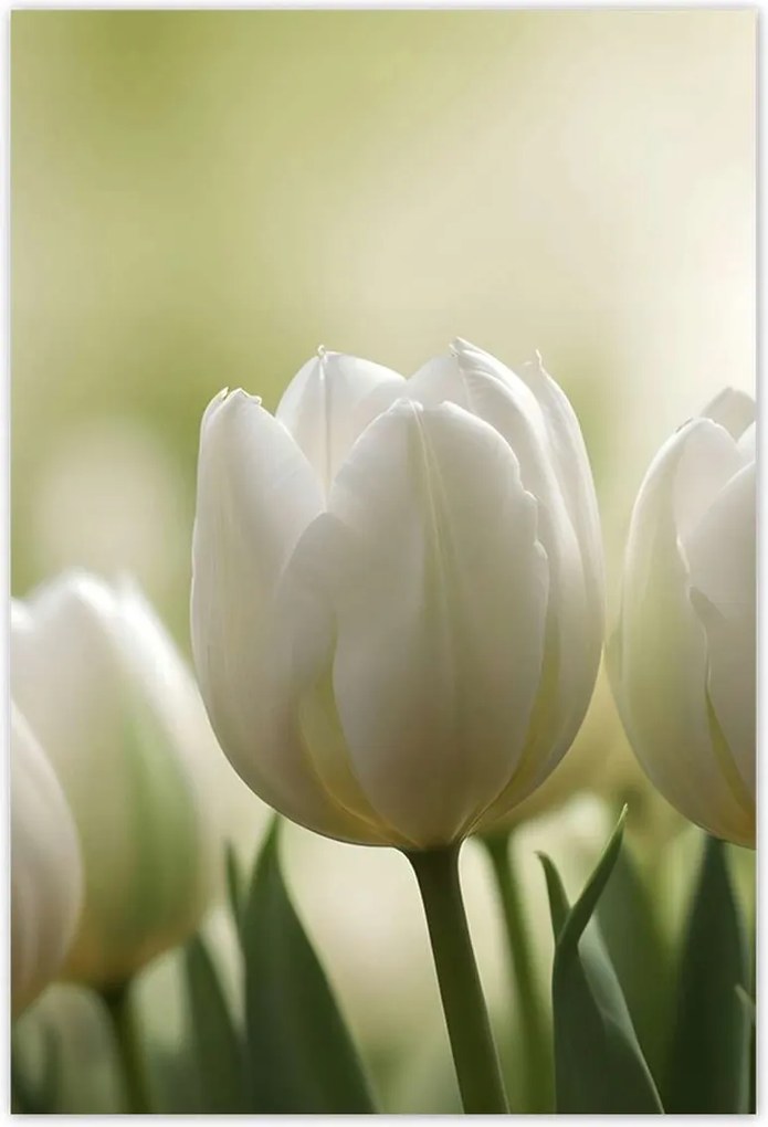 Poszterek 135x200 Fehér tulipánok