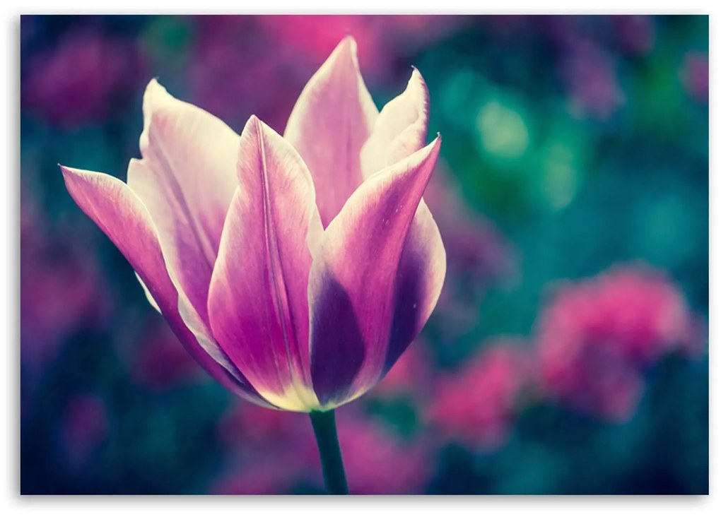 Gario Vászonkép Nyitott tulipán Méret: 100 x 70 cm