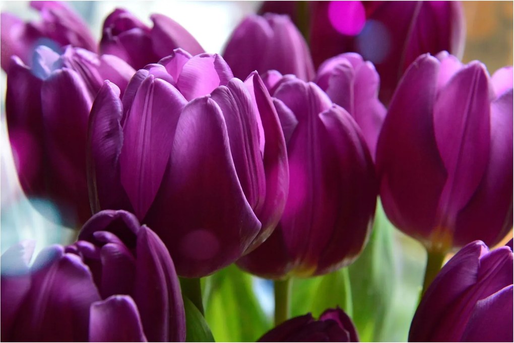 Tulipán képe (90x60 cm)