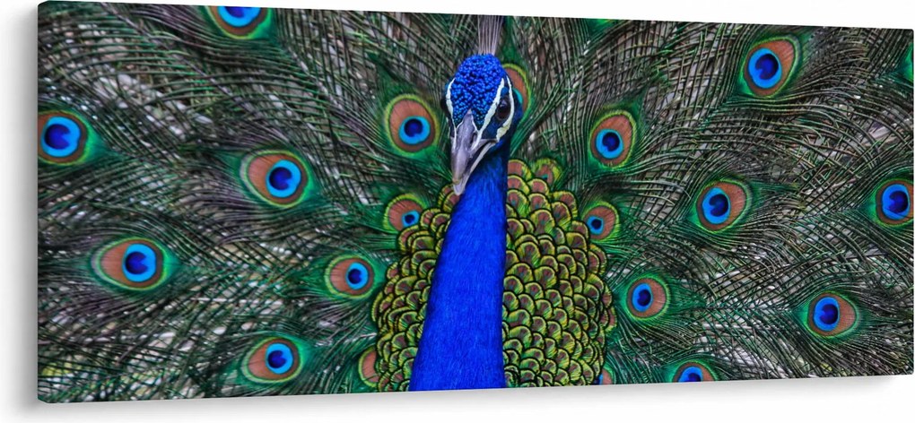 Kép - Páva (120x50 cm)