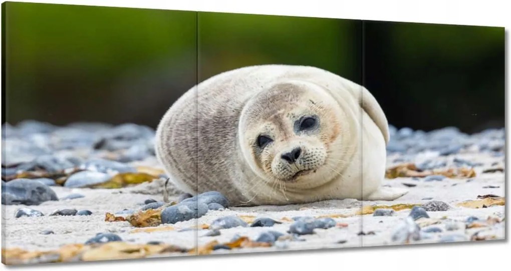 Vászonkép 120x60 Állatok