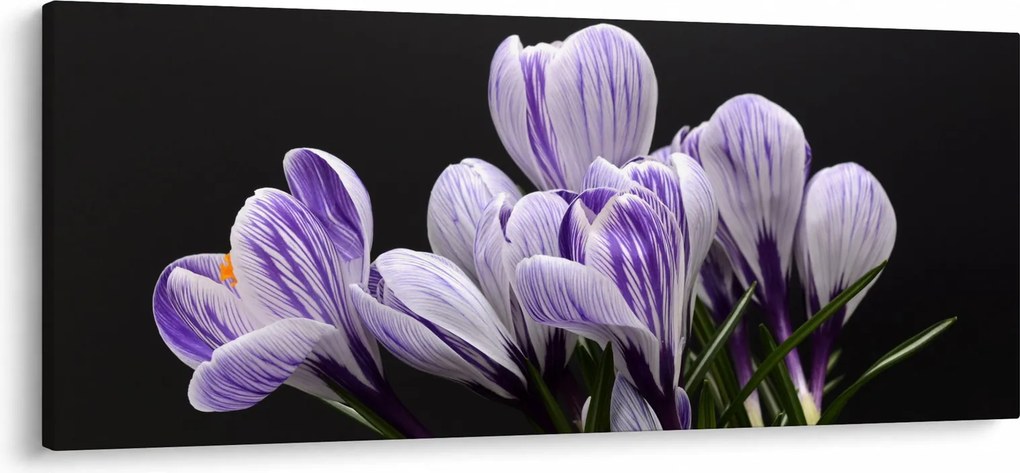 Kép - Lila krókuszok (120x50 cm)