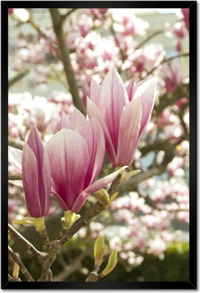 Poszterek keretben 40x60 Magnólia