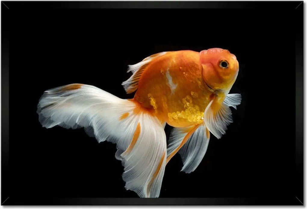 Poszterek keretben 60x40 Gyönyörű aranyhal fátyol