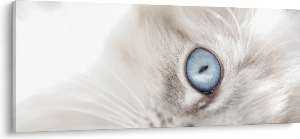 Kép - Kék szemű macska (120x50 cm)