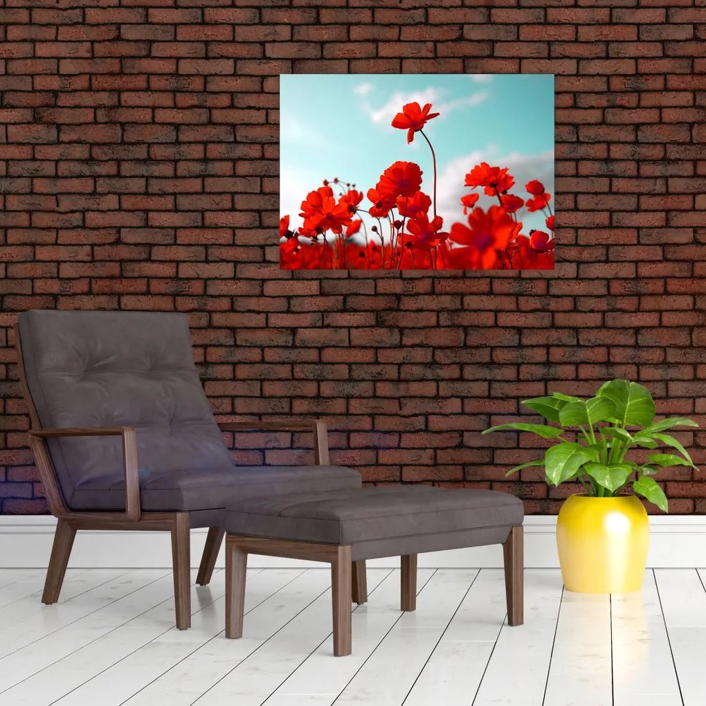 Fényes piros virágokkal rendelkező mező képe (üvegen) (70x50 cm)