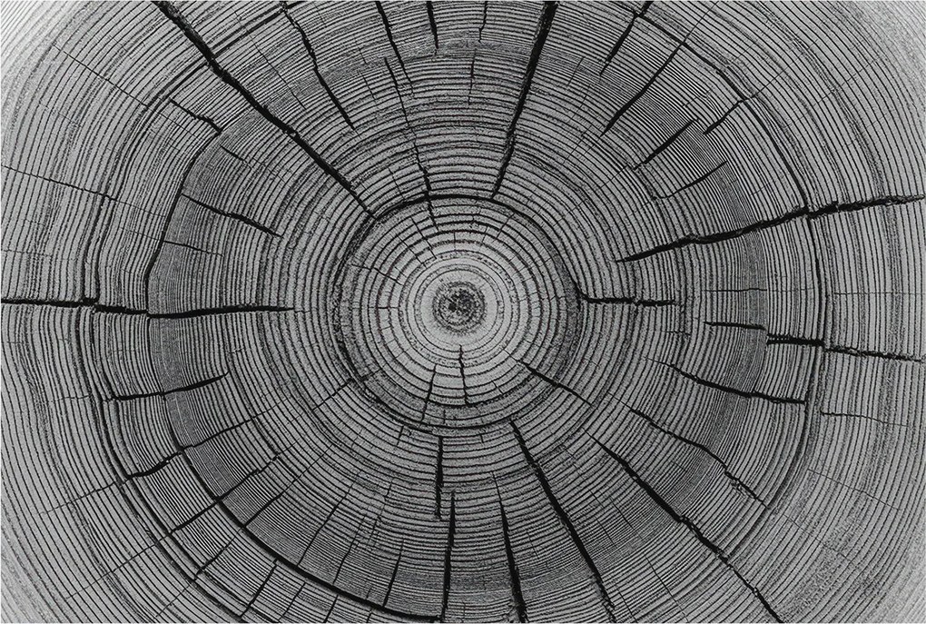 Dekoratív fotótapéta falra Könnyű összeszerelés Erdei harmónia 104x70 Ragasztó