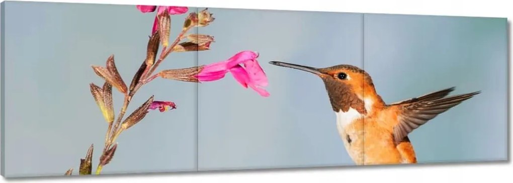 Vászonkép 150x50 Kolibri nektárt eszik