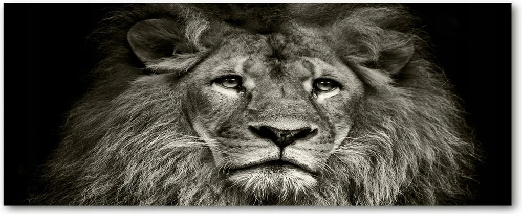 Edzett üveg panel a szekrények között Oroszlán XXL