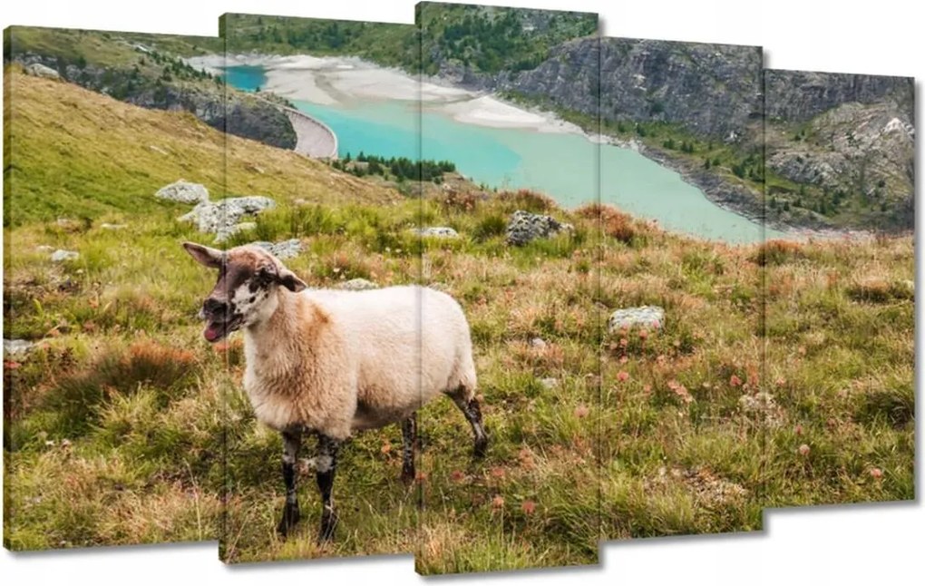 Vászonkép 100x60 Juh legeltetés Bárányok