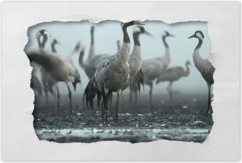 Poszterek 120x80 Darvak a ködben