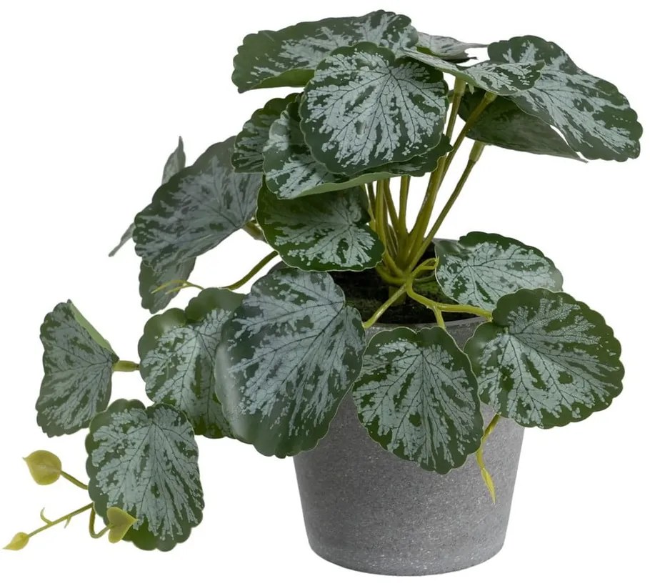 Műnövény (magasság 21,5 cm) Saxifraga – Ixia