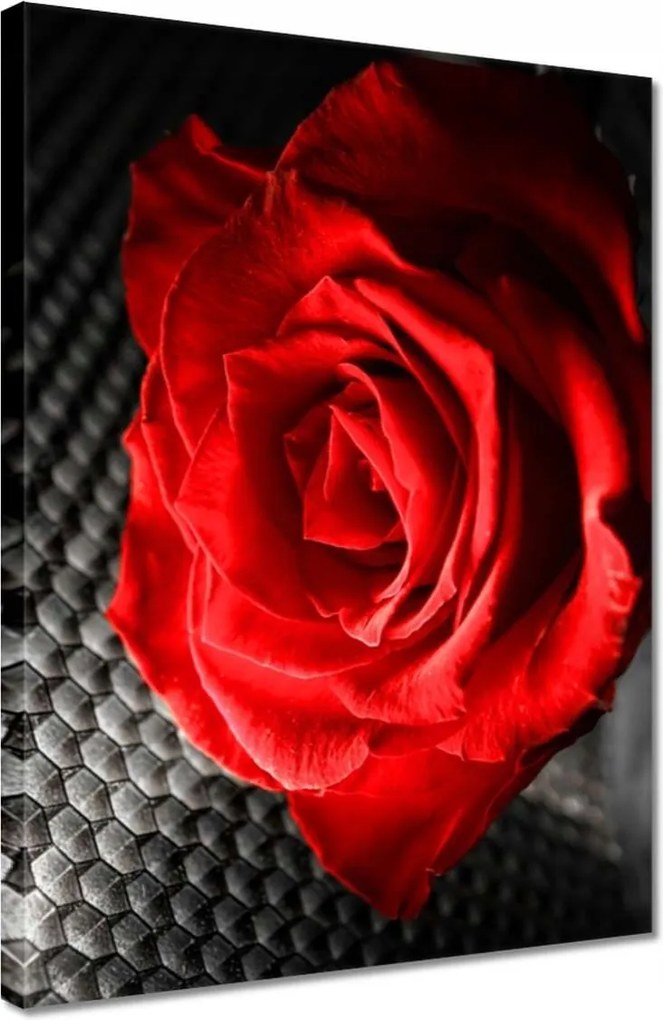 Vászonkép 30x40 Piros a szürkeség között