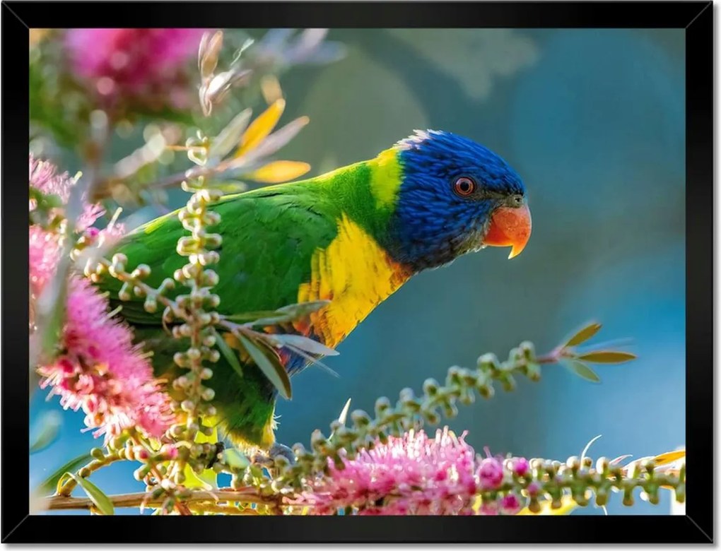 Poszterek keretben 40x30 Papagájok Madarak