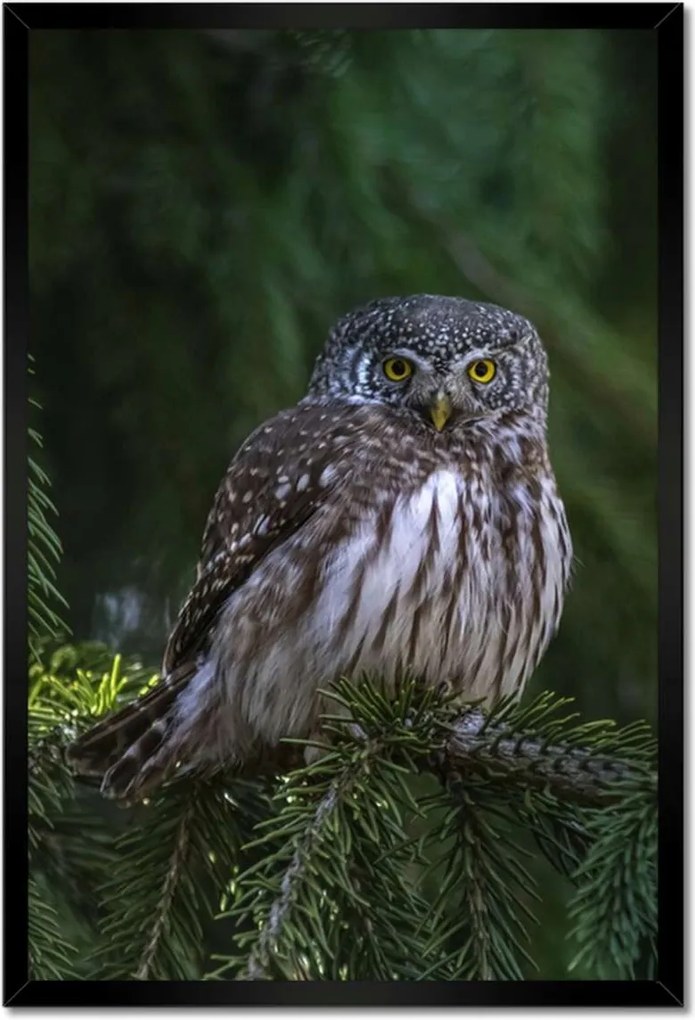 Poszterek keretben 40x60 Bagoly madár